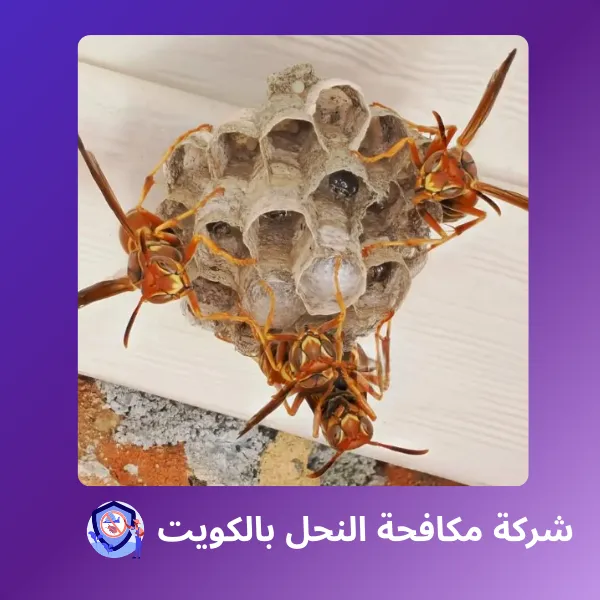 شركة مكافحة النحل بالكويت